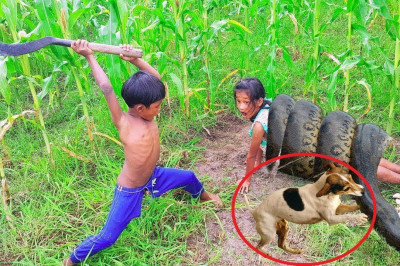 Животные спасают человека 