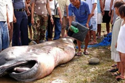Предвестница большой беды 