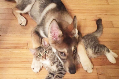 Дрессировщик от безделья