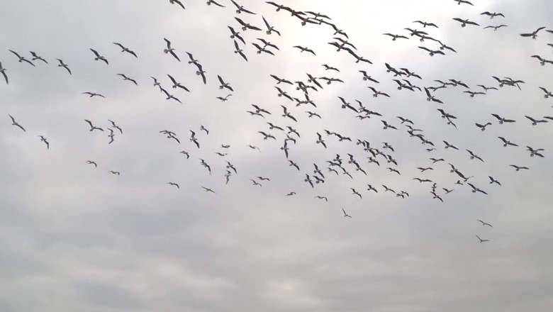 Вот это нырок !!!