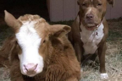 Спасённая телочка чувствует себя собакой