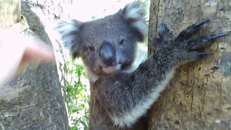 Доброжелательная коала 