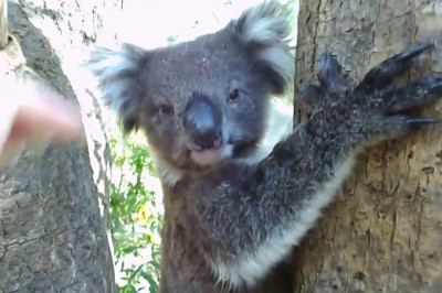 Доброжелательная коала 