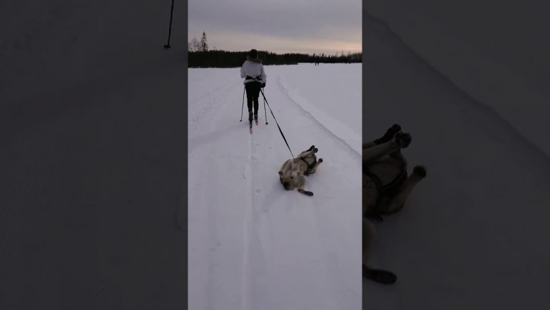 Когда тебе на фиг не нужна эта прогулка 