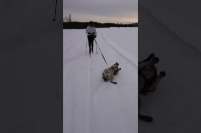 Когда тебе на фиг не нужна эта прогулка 