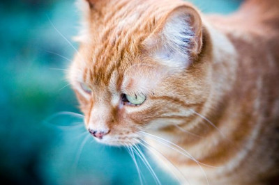 Реакция кошки на голос умершей хозяйки