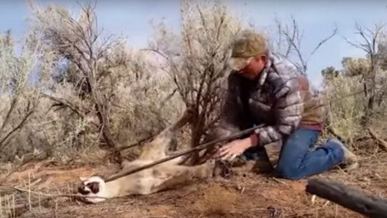 Пума в смертельной ловушке 
