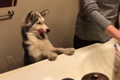 Любитель чистить зубы 