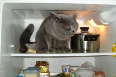 Наш смекалистый Пушок