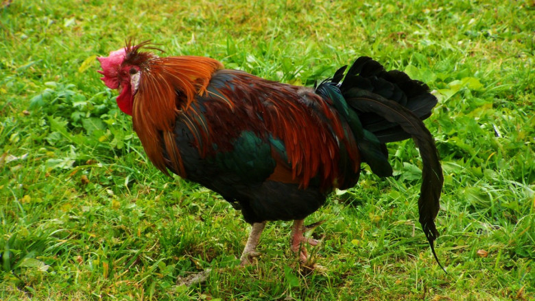 Перестарался !