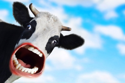 Вот такое муу - у!