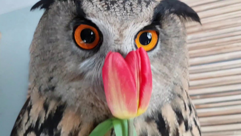 Сова - любительница цветов 