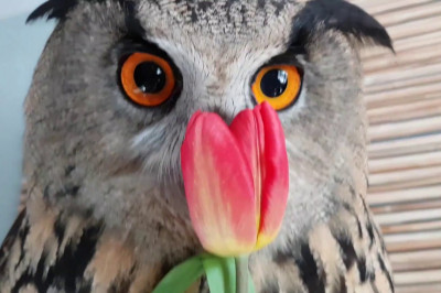 Сова - любительница цветов 
