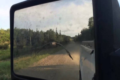 Человек помог гусю добраться до водоёма 