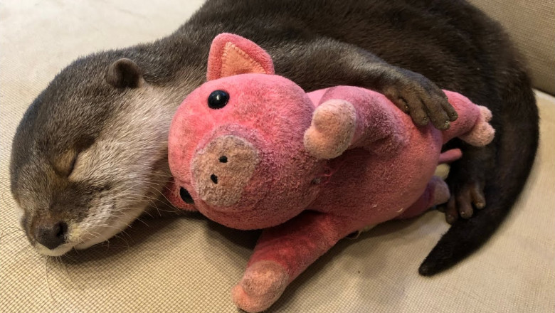 Выдра и розовая свинка 