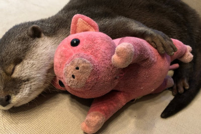 Выдра и розовая свинка 