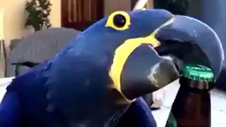 Забавные попугаи 