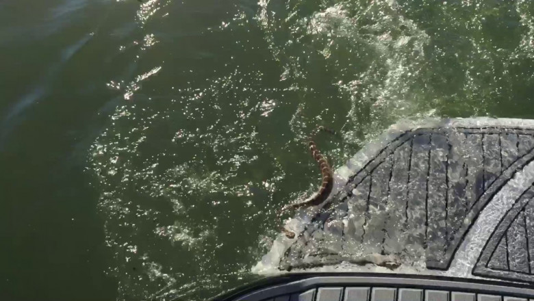 Напористая гремучая змея 