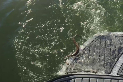 Напористая гремучая змея 