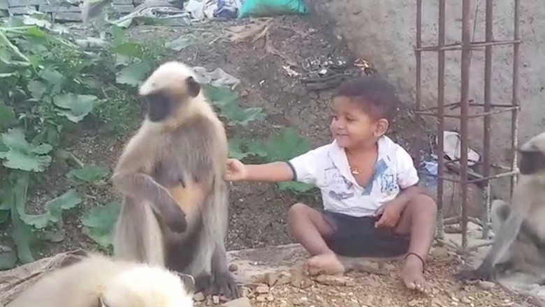 Индийский мальчик и обезьяны 