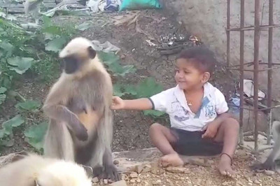 Индийский мальчик и обезьяны 