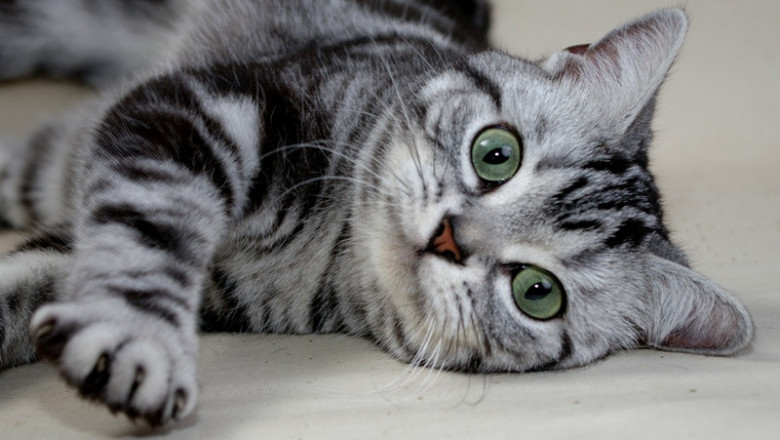 Говорящий котяра 