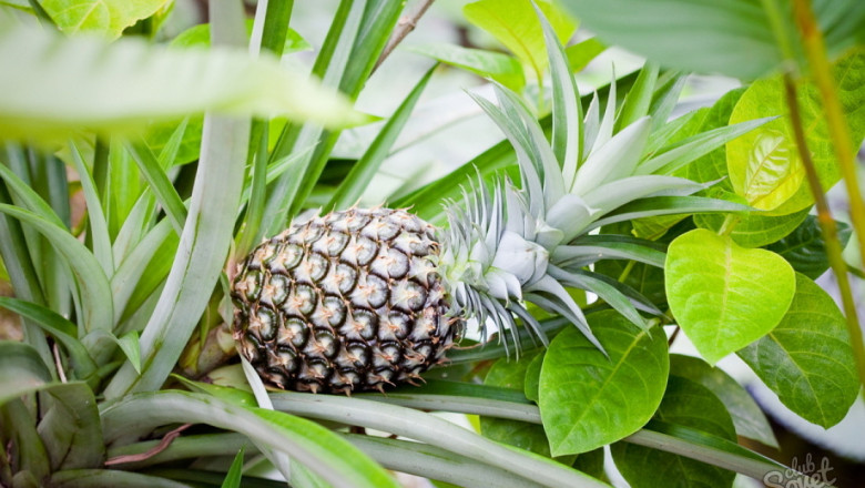 Об смеётесь !!! 