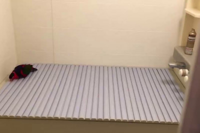 Реакция попугая на новую поверхность 