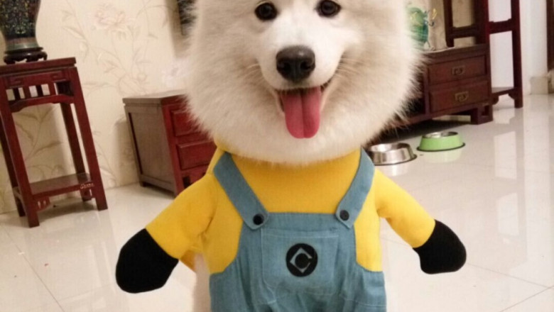 Смешные  прогулки с собаками 