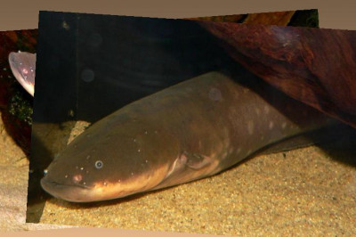 Собака такого не ожидала 