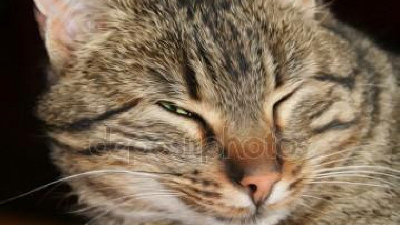 Кошка звонит в дверь 