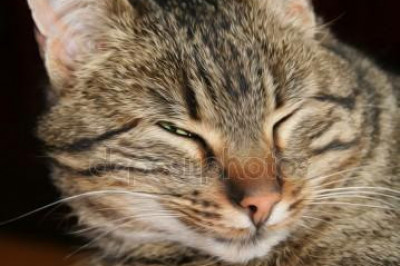 Кошка звонит в дверь 