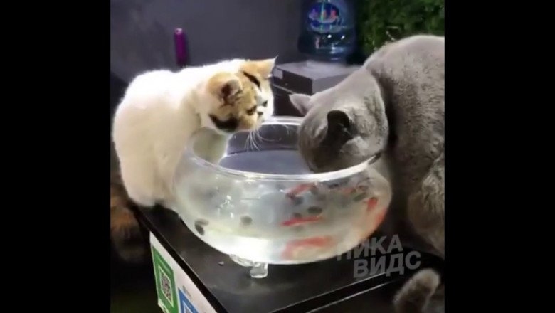 Защитник рыбок 