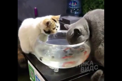 Защитник рыбок 