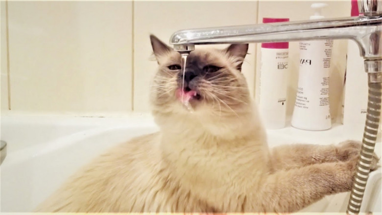 Когда очень хочется пить 