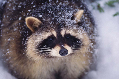 Встреча с енотом 