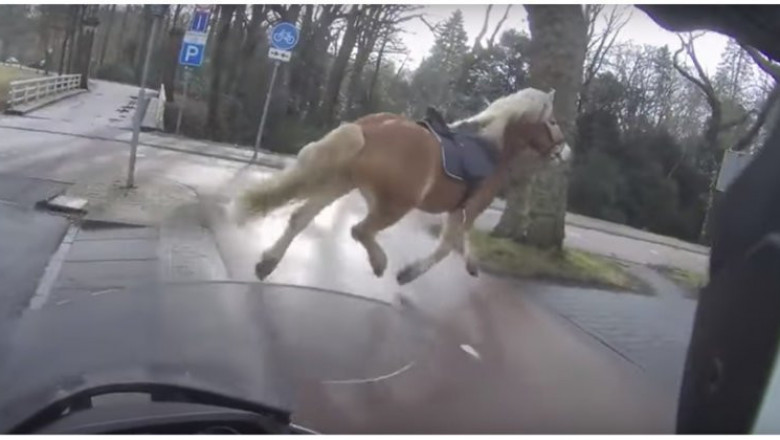 Парень на скутере помог  догнать   лошадь