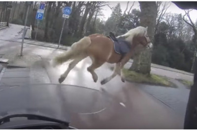 Парень на скутере помог  догнать   лошадь