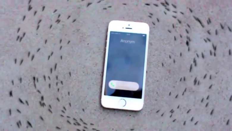 Муравьиный хоровод 