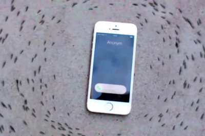 Муравьиный хоровод 