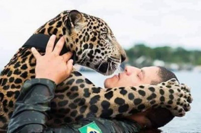 О ягуаре ,  ставшим домашним котом 