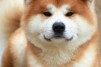 Страна Восходящего солнца глазами собак 