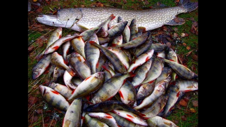 Способ чистки рыбы 