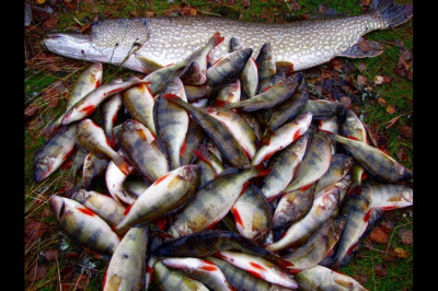 Способ чистки рыбы 