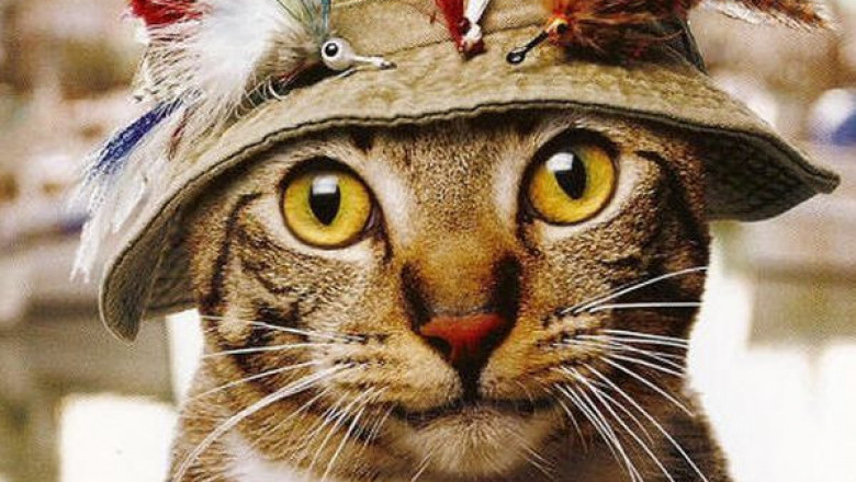 Кошка - любительница половить рыбку 