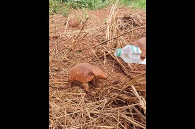 Броненосец утолил жажду 