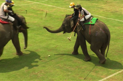 Слоны и поло 