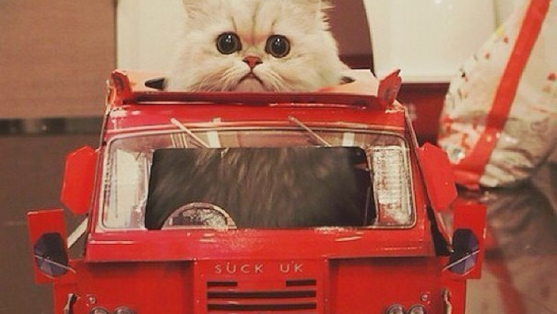 Котэ - отличный водила !