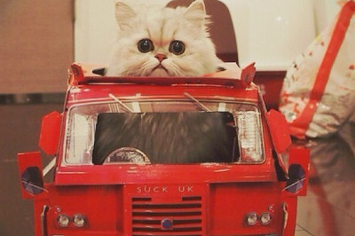 Котэ - отличный водила !