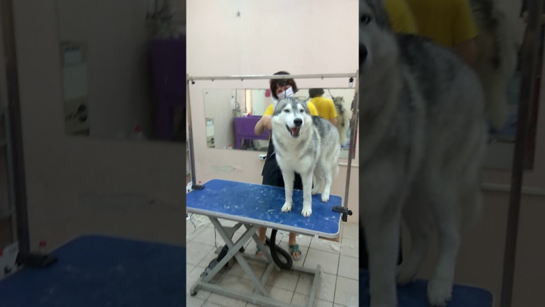 На помощь , шубы лишают !